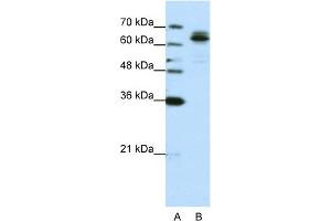 WB Suggested Anti-FXR1 Antibody Titration:  0. (FXR1 antibody  (C-Term))