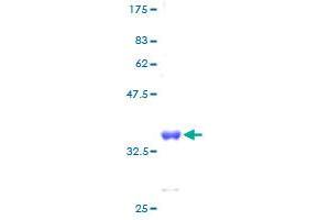 RPS28 Protein (AA 1-69) (GST tag)