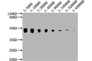 Western Blot Positive WB detected in: Hela whole cell lysate at 20 μg, 10 μg, 5 μg, 2. (PDCD1LG2 antibody  (AA 21-118))