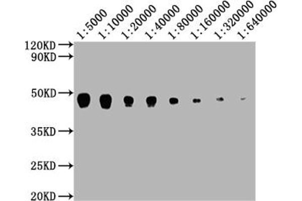 PDCD1LG2 antibody  (AA 21-118)