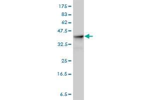 ALDOA antibody  (AA 1-364)