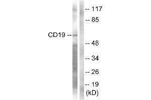 Western blot analysis of extracts from COS7 cells, treated with Serum (10%, 30mins), using CD19 (Ab-531) Antibody. (CD19 antibody  (Tyr531))