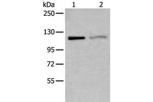 MCM9 antibody