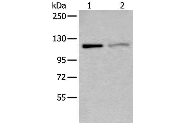 MCM9 antibody