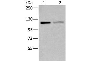 Western blot analysis of K562 and 231 cell lysates using MCM9 Polyclonal Antibody at dilution of 1:800