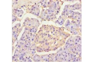 Immunohistochemistry of paraffin-embedded human pancreatic tissue using ABIN7154460 at dilution of 1:100 (PLA2G2D antibody  (AA 22-145))
