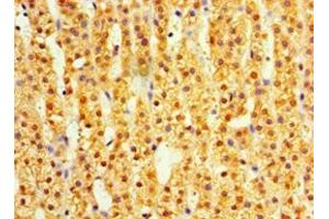 Immunohistochemistry of paraffin-embedded human adrenal gland tissue using ABIN7164411 at dilution of 1:100
