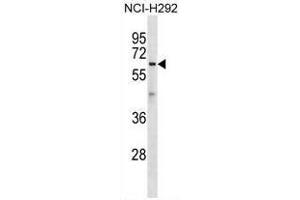 ATL1 Antibody (C-term) western blot analysis in NCI-H292 cell line lysates (35µg/lane). (ATL1 antibody  (C-Term))