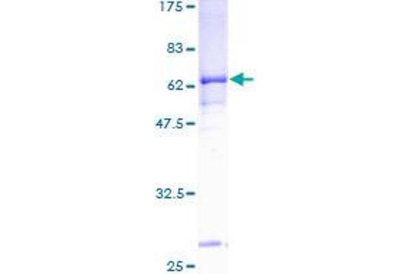 PANK3 Protein (AA 1-370) (GST tag)