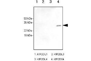 Western Blotting (WB) image for anti-Killer Cell Immunoglobulin-Like Receptor, Two Domains, Short Cytoplasmic Tail, 4 (KIR2DS4) antibody (ABIN165426) (KIR2DS4 antibody)