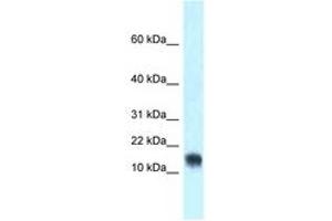 Image no. 1 for anti-Ly6/Neurotoxin 1 (LYNX1) (AA 40-89) antibody (ABIN6747825) (LYNX1 antibody  (AA 40-89))