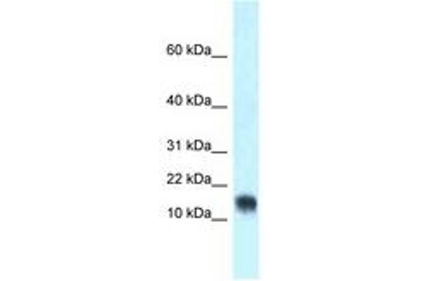 LYNX1 anticorps  (AA 40-89)