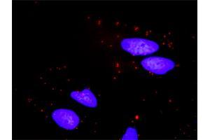 Proximity Ligation Analysis of protein-protein interactions between BID and BCL2L1. (BCL2L1 antibody  (AA 1-233))