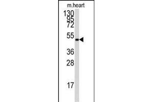 The anti-PRKAG1 Pab (ABIN391058 and ABIN2841214) is used in Western blot to detect PRKAG1 in mouse heart tissue lysate. (PRKAA2 antibody  (AA 265-295))