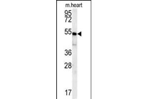 Western Blotting (WB) image for anti-Hairy/enhancer-of-Split Related with YRPW Motif 2 (HEY2) (AA 65-91), (N-Term) antibody (ABIN652095)