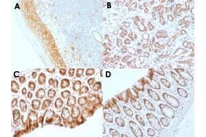 Immunohistochemical staining (Formalin-fixed paraffin-embedded sections) of human tonsil (A), human pancreas (B), mouse colon (C) and rat colon (D) with CTNNB1 monoclonal antibody, clone CTNNB1/1509 . (CTNNB1 antibody)