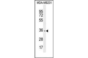 Western blot analysis of OR10Z1 Antibody (C-term) in MDA-MB231 cell line lysates (35ug/lane).