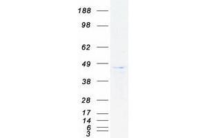 Validation with Western Blot (DAP3 Protein (Transcript Variant 1) (Myc-DYKDDDDK Tag))