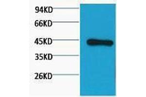 Western Blotting (WB) image for anti-Actin, beta (ACTB) antibody (ABIN6285650)