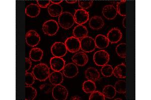 Immunofluorescence staining of PLSCR1 in rat basophilic leukemia (RBL) cell line using antibody. (PLSCR1 antibody)