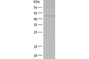 RUVBL2 Protein (AA 2-463) (His tag)