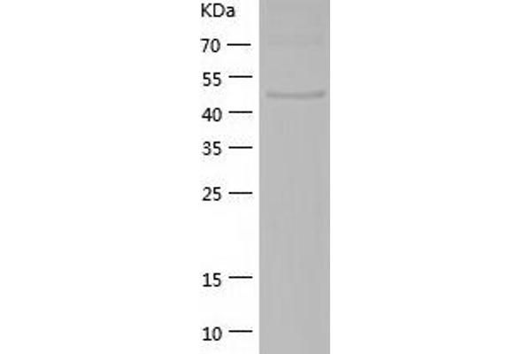 RUVBL2 Protein (AA 2-463) (His tag)