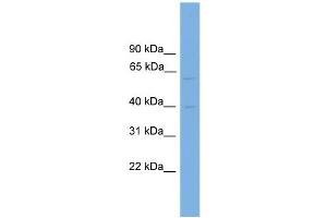 WB Suggested Anti-PVRL3 Antibody Titration: 0. (nectin-3 antibody  (Middle Region))
