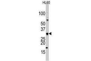 Western blot analysis of CDCA8 polyclonal antibody  in HL-60 cell line lysates (35 ug/lane). (CDCA8 antibody  (Internal Region))