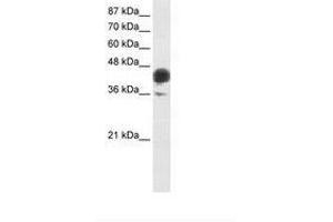 Image no. 1 for anti-Jun B Proto-Oncogene (JUNB) (AA 271-320) antibody (ABIN6736224) (JunB antibody  (AA 271-320))