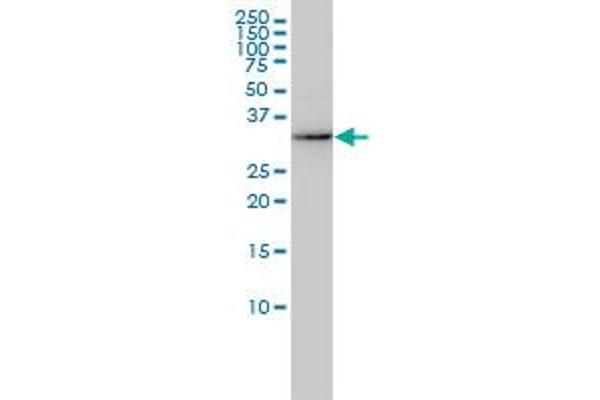 AKR7A2 antibody  (AA 1-330)