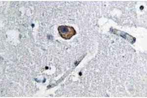 Immunohistochemistry analysis of CD171 / L1CAM Antibody in paraffin-embedded human brain tissue.