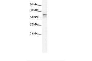 ONECUT2 Antikörper  (AA 293-342)