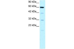 WB Suggested Anti-SLC30A9 Antibody Titration: 0.