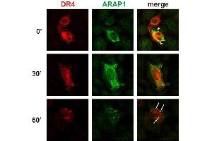 Immunocytochemistry detection of colocalization of ARAP1 with DR4 at the plasma membrane and in early endosomes. (ARAP1 antibody  (AA 1190-1450))
