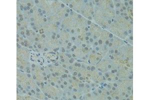 Immunohistochemistry of paraffin-embedded Rat pancreas using IVNS1ABP Polyclonal Antibody at dilution of 1:100 (40x lens). (IVNS1ABP antibody)
