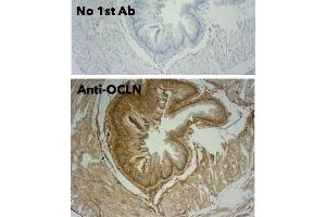 Immunohistochemistry (IHC) image for anti-Occludin (OCLN) (C-Term) antibody (ABIN7273069) (Occludin antibody  (C-Term))