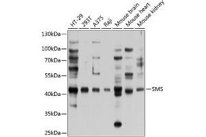 Western blot analysis of extracts of various cell lines, using SMS antibody (ABIN6133461, ABIN6148152, ABIN6148153 and ABIN6224911) at 1:1000 dilution. (SMS antibody  (AA 1-366))