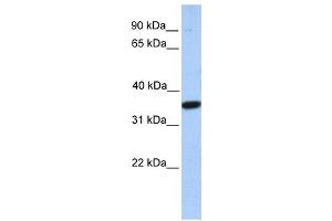 Western Blotting (WB) image for anti-Monoacylglycerol O-Acyltransferase 1 (MOGAT1) antibody (ABIN2459379) (MOGAT1 antibody)