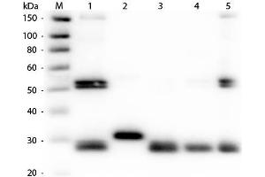 Western Blot of Anti-Rat IgG (H&L) (RABBIT) Antibody (Min X Human Serum Proteins) . (Rabbit anti-Rat IgG (Heavy & Light Chain) Antibody (TRITC) - Preadsorbed)