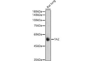 Western blot analysis of extracts of Rat lung, using TAZ antibody (ABIN6130800, ABIN6150278, ABIN6150279 and ABIN6224227) at 1:1000 dilution. (WWTR1 antibody  (AA 1-230))