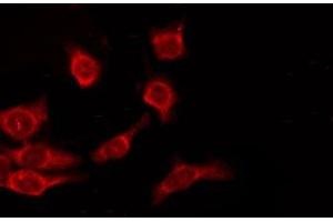 OR9A2 antibody  (C-Term)