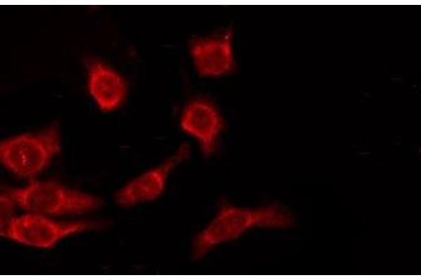 OR9A2 antibody  (C-Term)