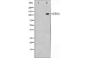 Western blot analysis of PECAM-1 expression in Jurkat whole cell lysates,The lane on the left is treated with the antigen-specific peptide. (CD31 antibody  (C-Term))