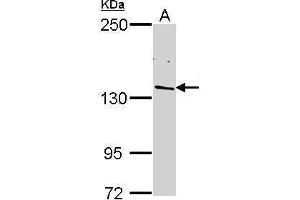 WB Image Sample (30 ug of whole cell lysate) A: H1299 5% SDS PAGE antibody diluted at 1:1000 (POLR2B antibody  (N-Term))