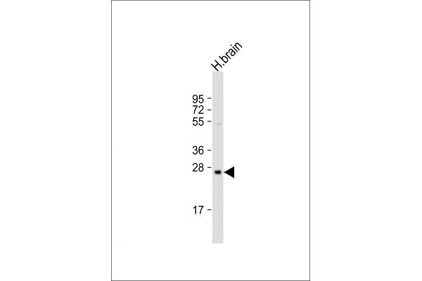 PRSS33 Antikörper  (AA 105-128)