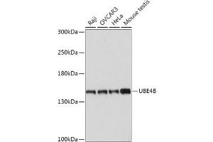 Western blot analysis of extracts of various cell lines, using UBE4B antibody (ABIN7271133) at 1:1000 dilution. (UBE4B antibody  (AA 130-250))