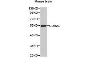 Western Blotting (WB) image for anti-Cadherin 23 (CDH23) antibody (ABIN1871707)