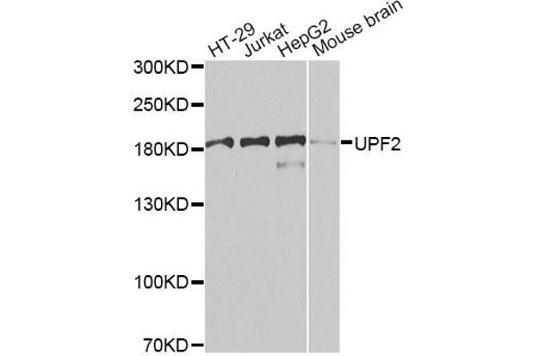 RENT2/UPF2 anticorps