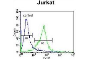 Flow cytometric analysis of Jurkat cells using GCLC / GLCLC Antibody (N-term) Cat. (GCLC antibody  (N-Term))