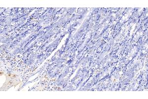 Detection of IL17 in Canine Small intestine Tissue using Polyclonal Antibody to Interleukin 17 (IL17) (IL-17 antibody  (AA 1-155))
